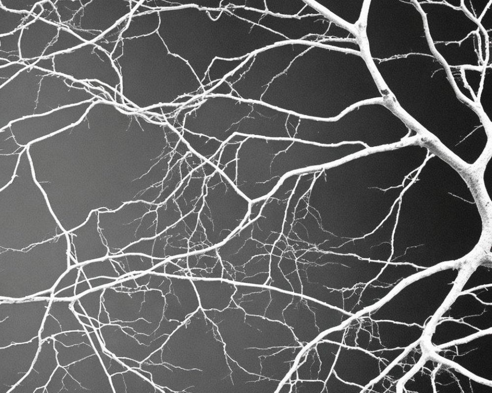 Monochrome photo: intricate bare tree branches on dark backdrop