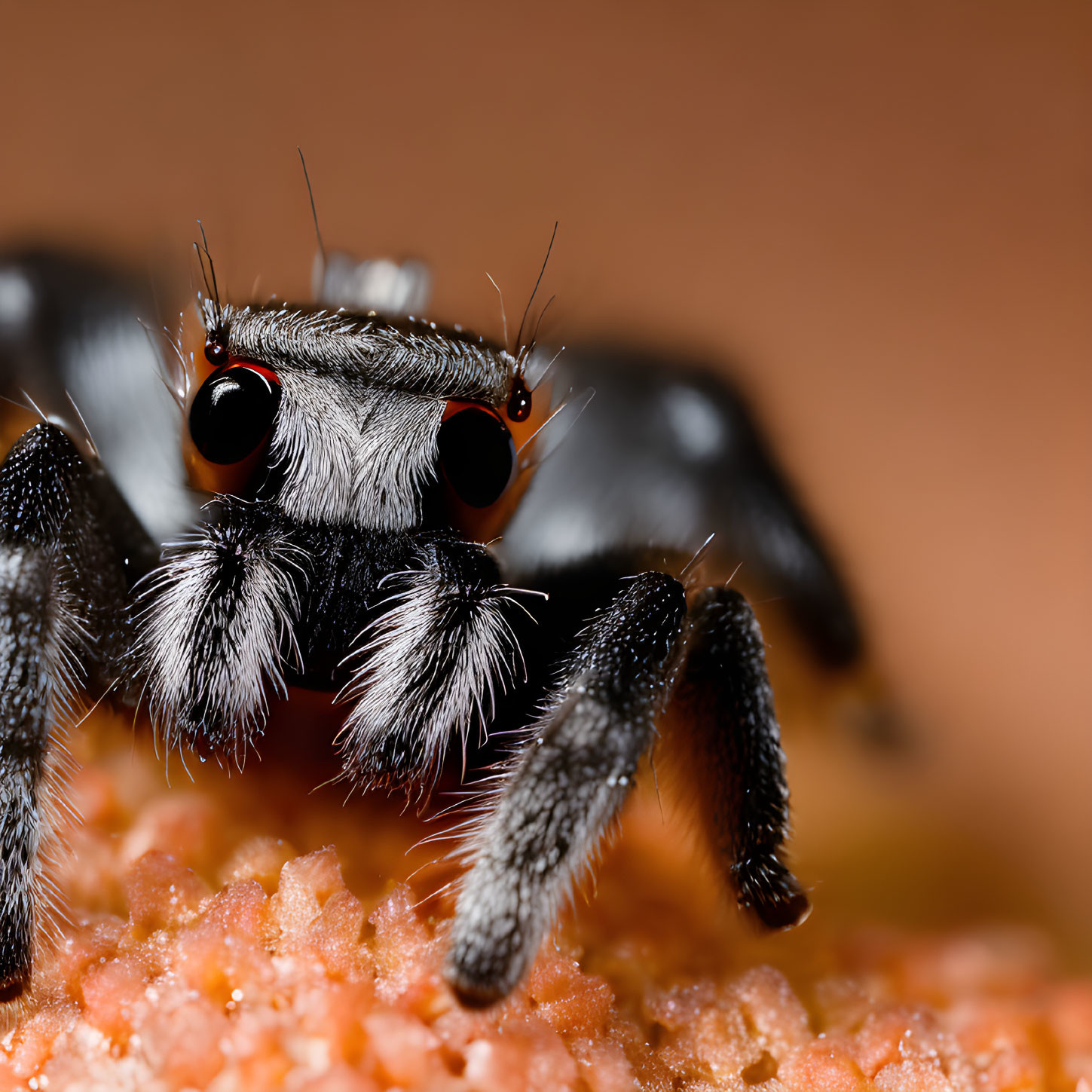 Detailed Close-Up of Jumping Spider with Vivid Eyes and Furry Texture