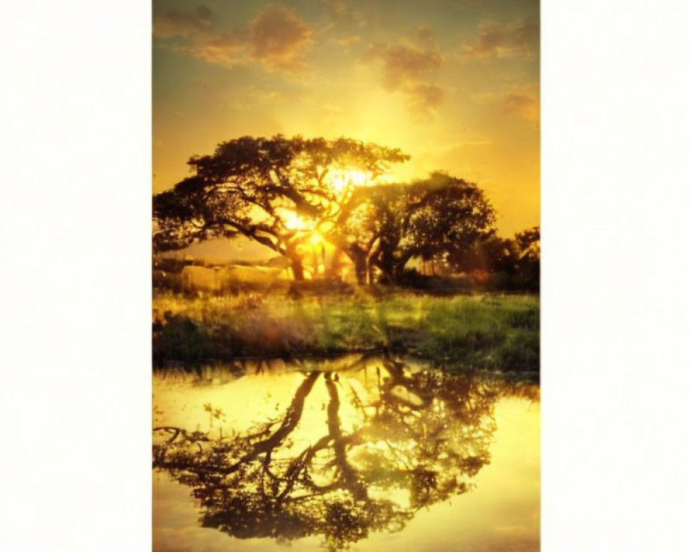 Tranquil sunset scene with golden hues and tree silhouette reflected in water