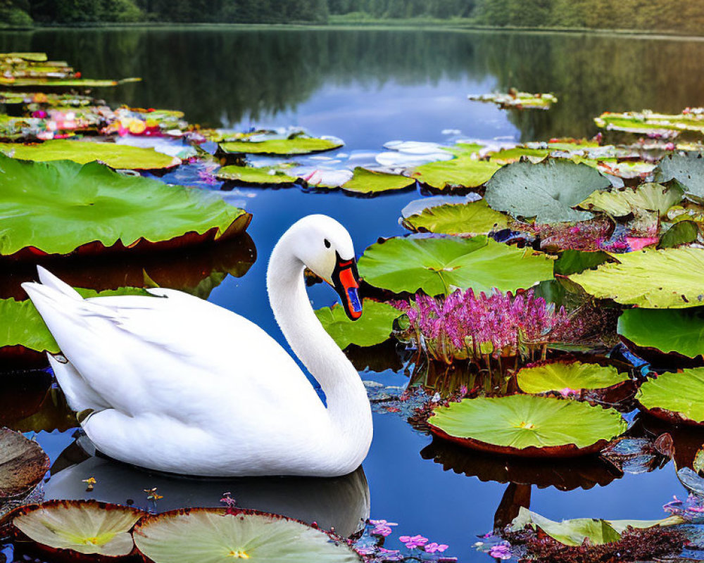 White Swan Gliding on Tranquil Lake with Water Lilies