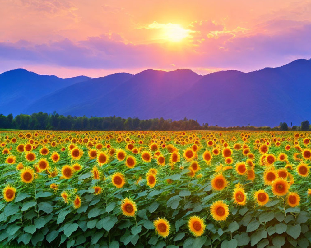 Sunflower Field with Sunset and Mountains View