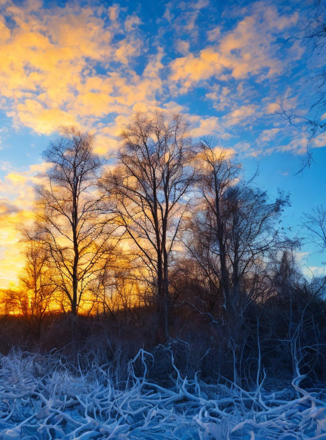 Colorful Sunrise Over Silhouetted Trees and Snowy Landscape
