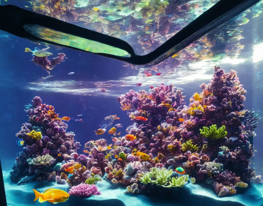 Colorful Coral and Tropical Fish in Clear Aquarium View