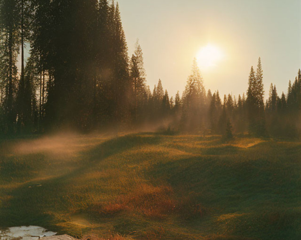 Tranquil forest clearing at sunset with mist and grassy terrain