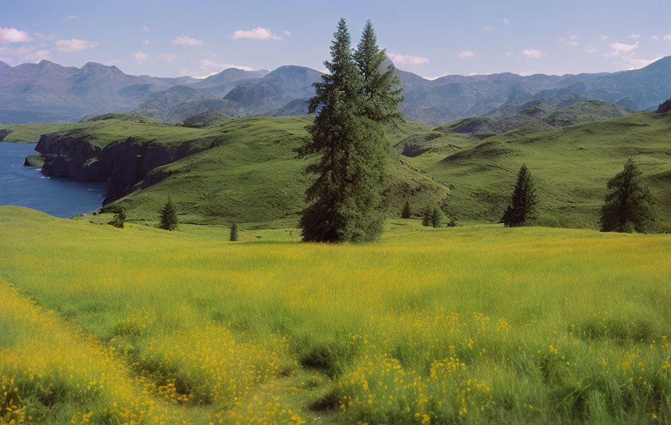 Scenic landscape with green hills, lone tree, yellow flowers, and coastal cliffs