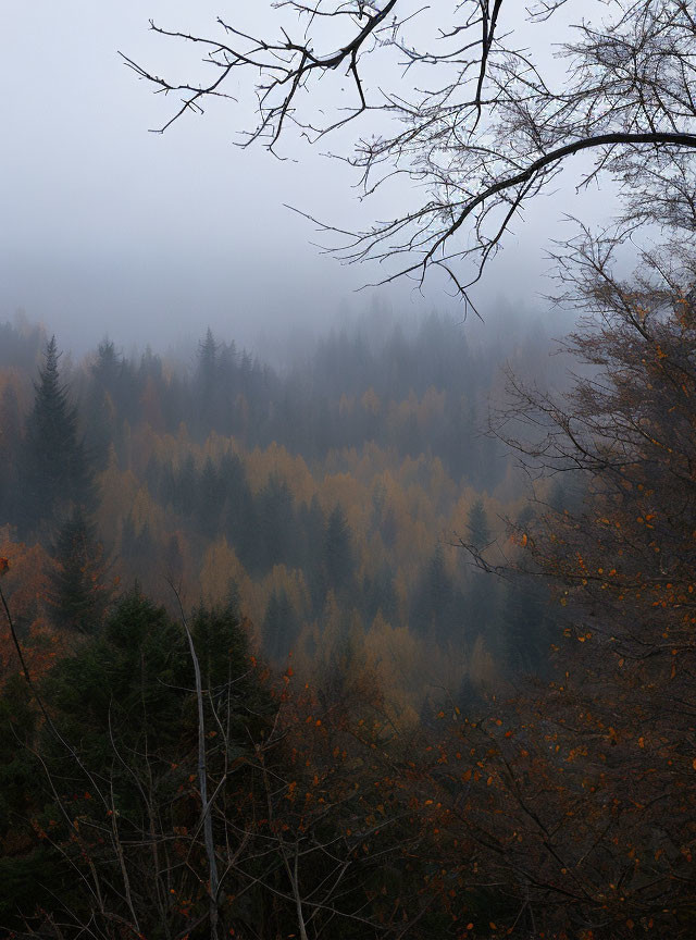 Autumn forest landscape with mist and colorful trees.