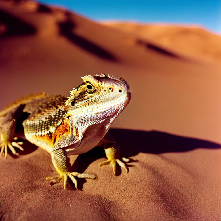 Bearded Dragon Sunbathing on Red Sand Dunes