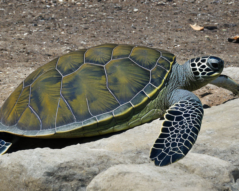 Patterned sea turtle resting on rocky surface with visible flipper.