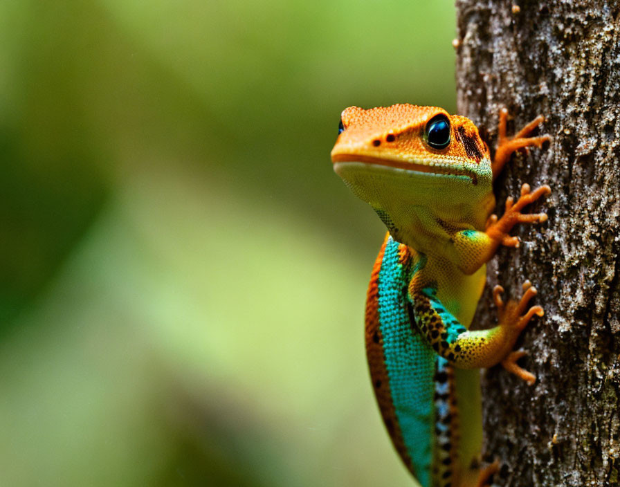 Vibrant Orange, Blue, and Yellow Gecko on Tree Trunk