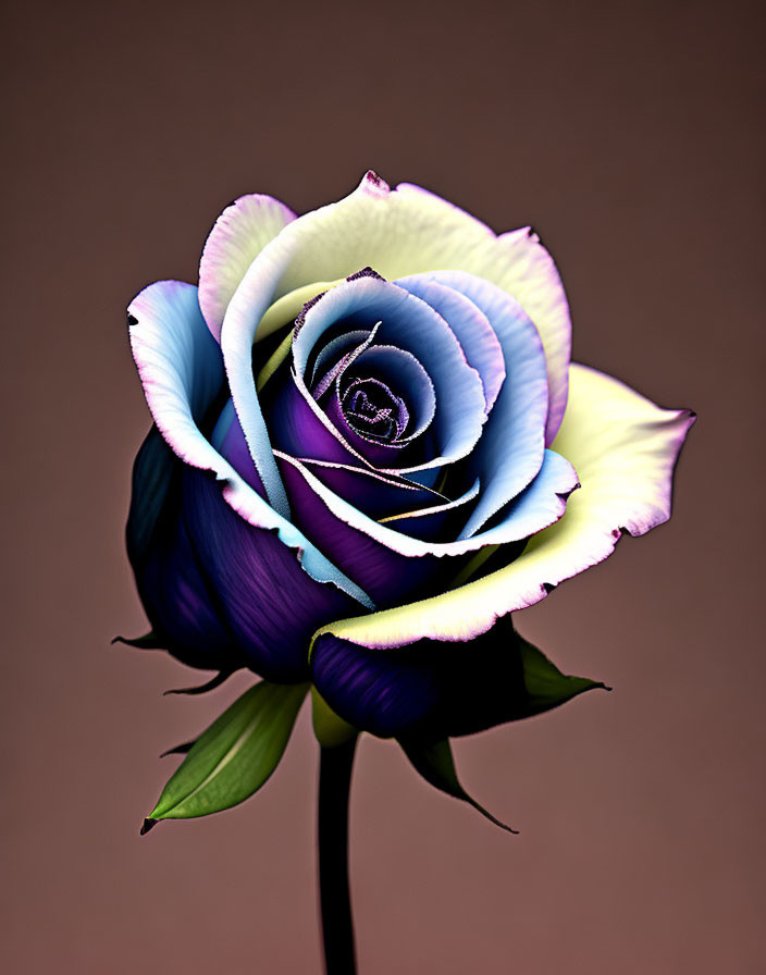 Gradient-colored single rose on brown background