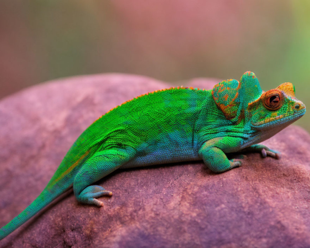 Colorful Chameleon on Rock with Gradient Skin and Side Glance