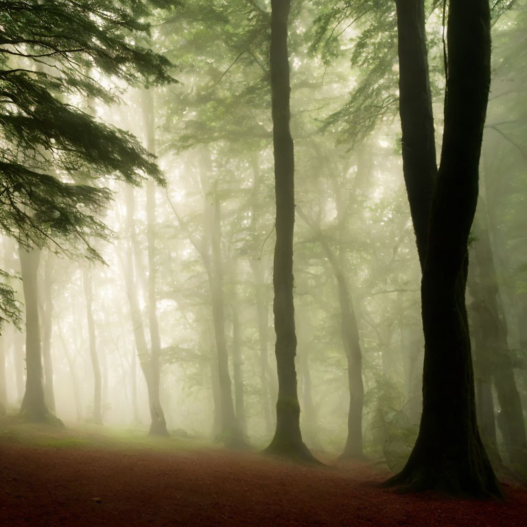 Misty forest with sunlight filtering through dense fog and tall trees