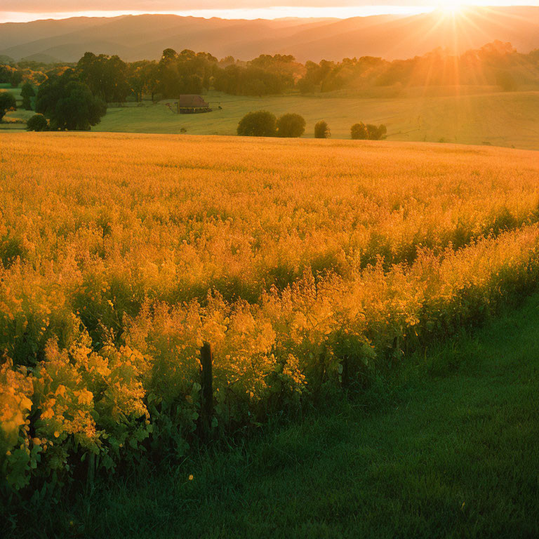 Vibrant golden sunset over blooming rapeseed field and distant trees.