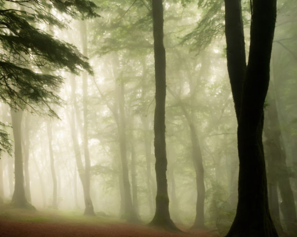 Misty forest with sunlight filtering through dense fog and tall trees