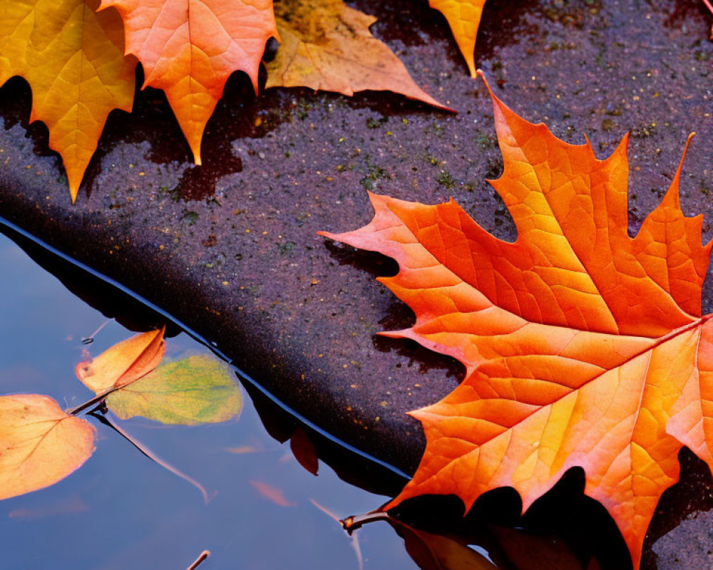 Colorful autumn leaves on wet ground with bright orange maple leaf near reflective puddle