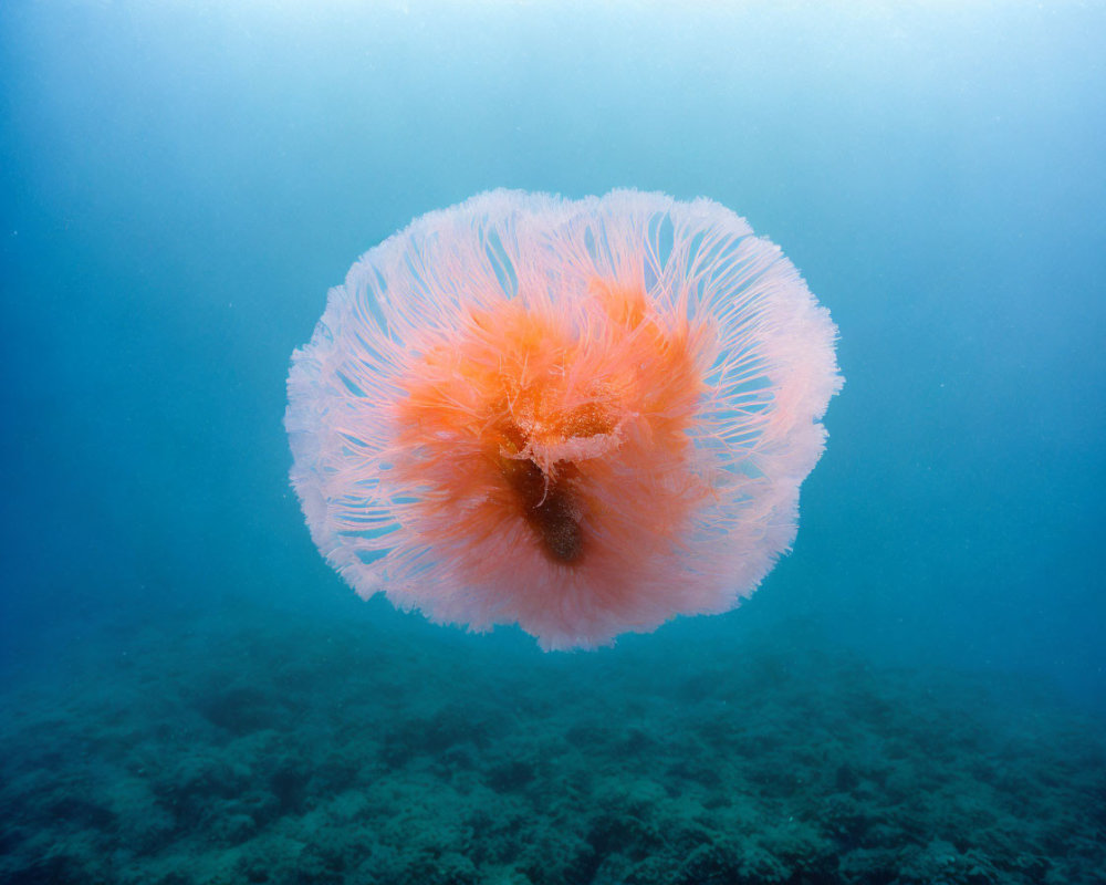 Vibrant Orange Jellyfish in Blue Underwater Seascape