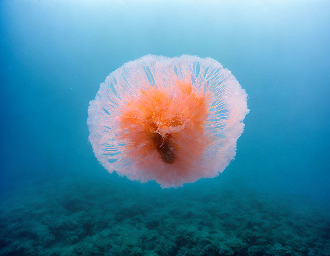 Vibrant Orange Jellyfish in Blue Underwater Seascape