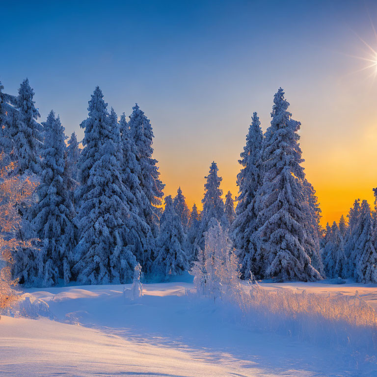 Winter landscape with snow-covered trees at sunrise or sunset under clear blue sky