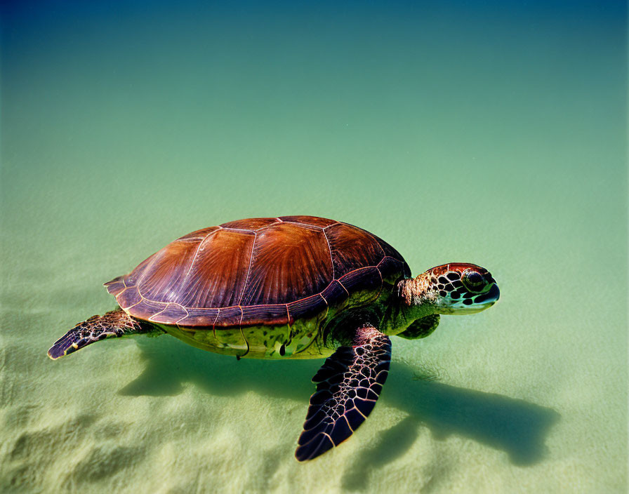 Brown sea turtle swimming in clear shallow waters with sandy bottom