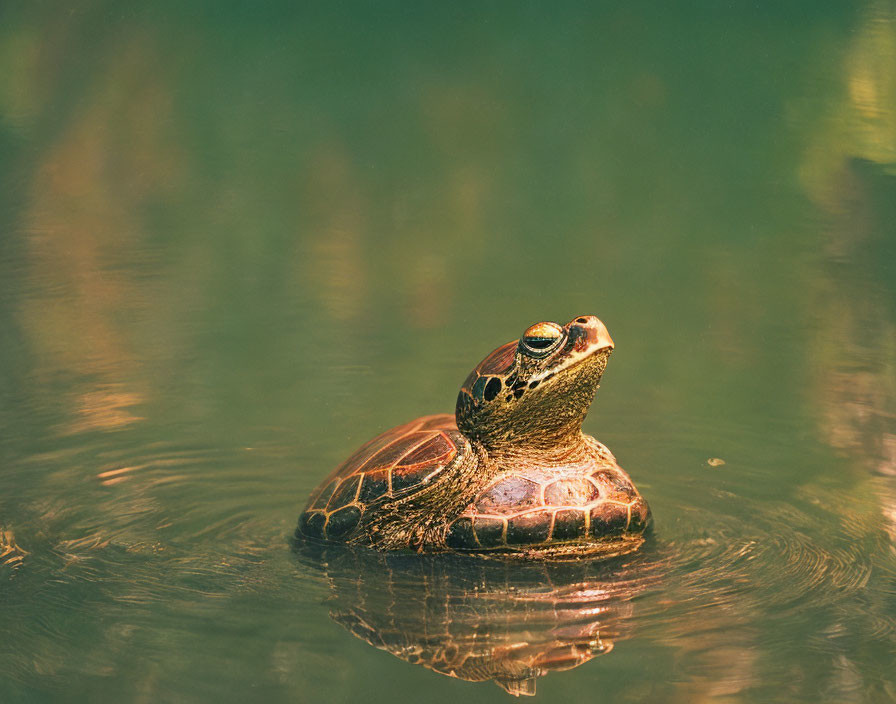 Patterned Shell Turtle Floating Serenely on Green Pond