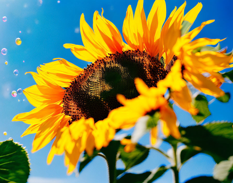 Bright Sunflower Blooming Under Blue Sky with Floating Bubbles