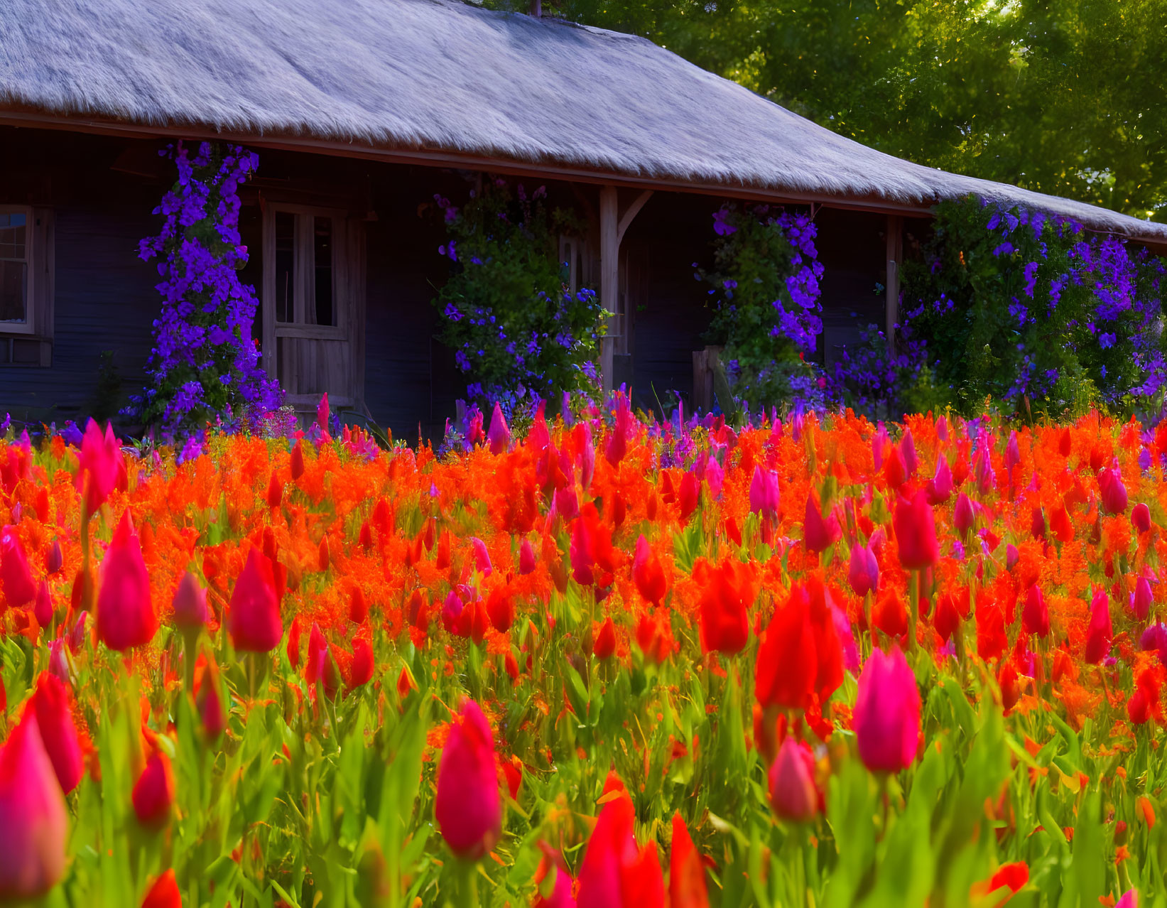 Blooming red tulips and purple flowers on wooden house with snowy roof
