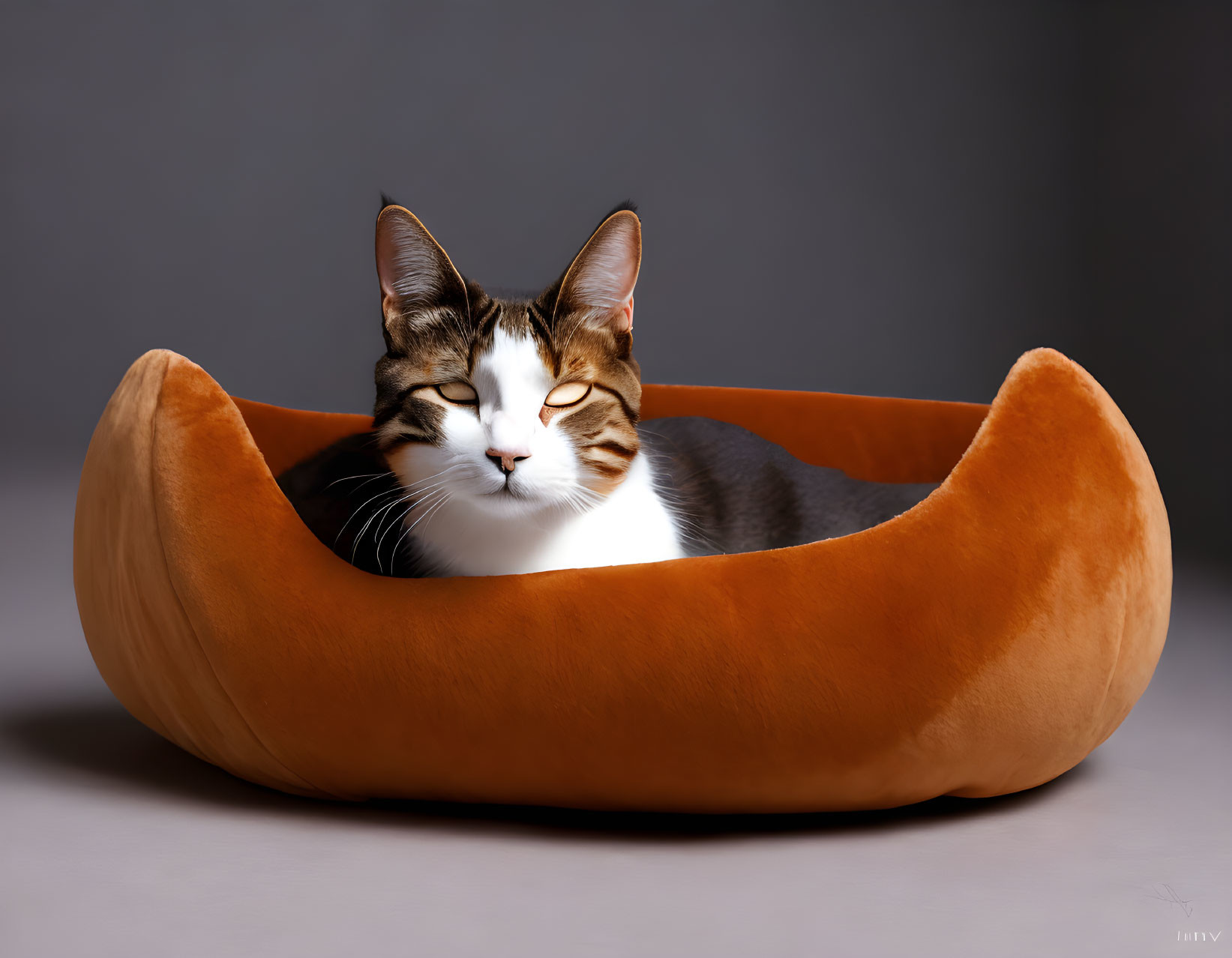 White and Brown Cat Relaxing in Orange Pet Bed
