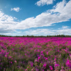 Pink Flowers Field Under Partly Cloudy Blue Sky with Sunlight Peeking Through