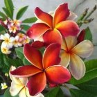 Vibrant Red and White Frangipani Flowers with Green Leaves on Hazy Background