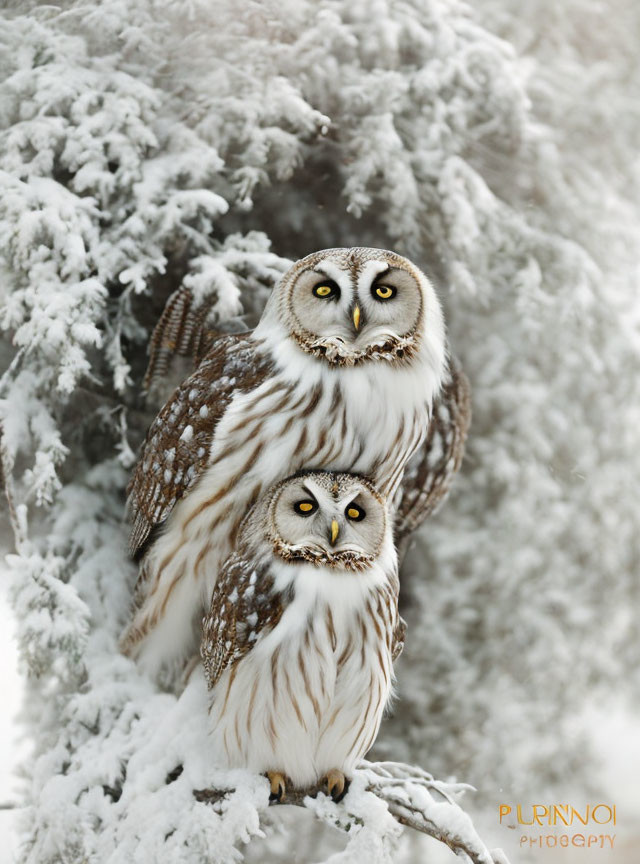 Brown and White Owls Perched in Snow-Covered Branch