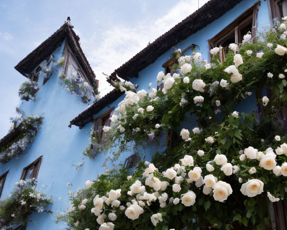 Blue House with White Roses Under Clear Sky