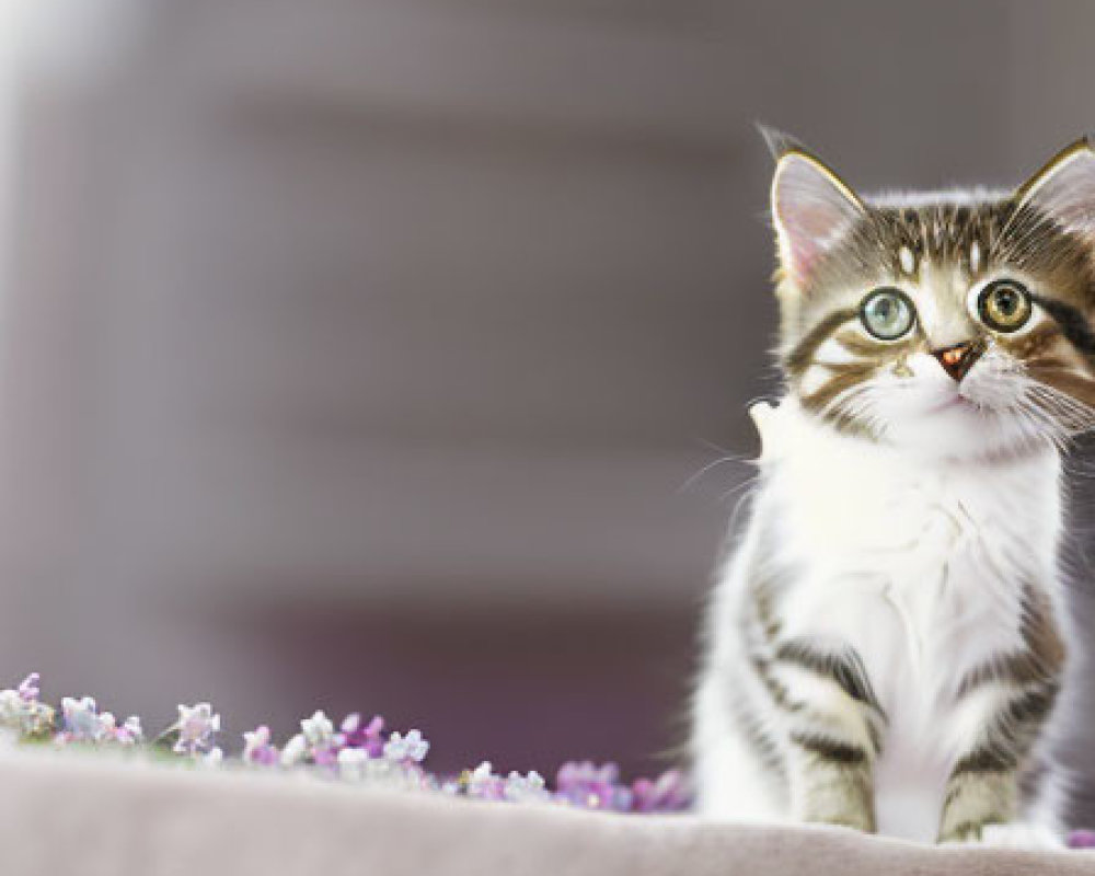 Fluffy brown and black kitten with bright eyes among purple flowers