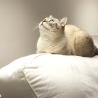 Fluffy Gray and White Cat with Green Eyes Resting on Curved Surface