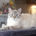 Fluffy white and beige cat with striking markings lounges on ledge with vintage metallic fixtures