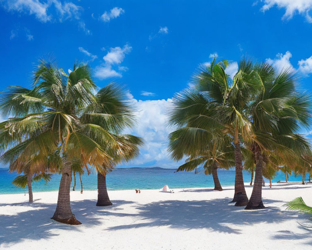 White Sand Tropical Beach with Palm Trees and Turquoise Sea