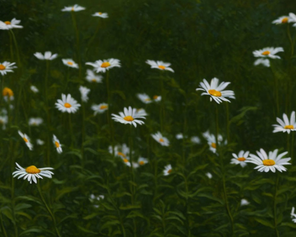 Tranquil White Daisies in Lush Green Field