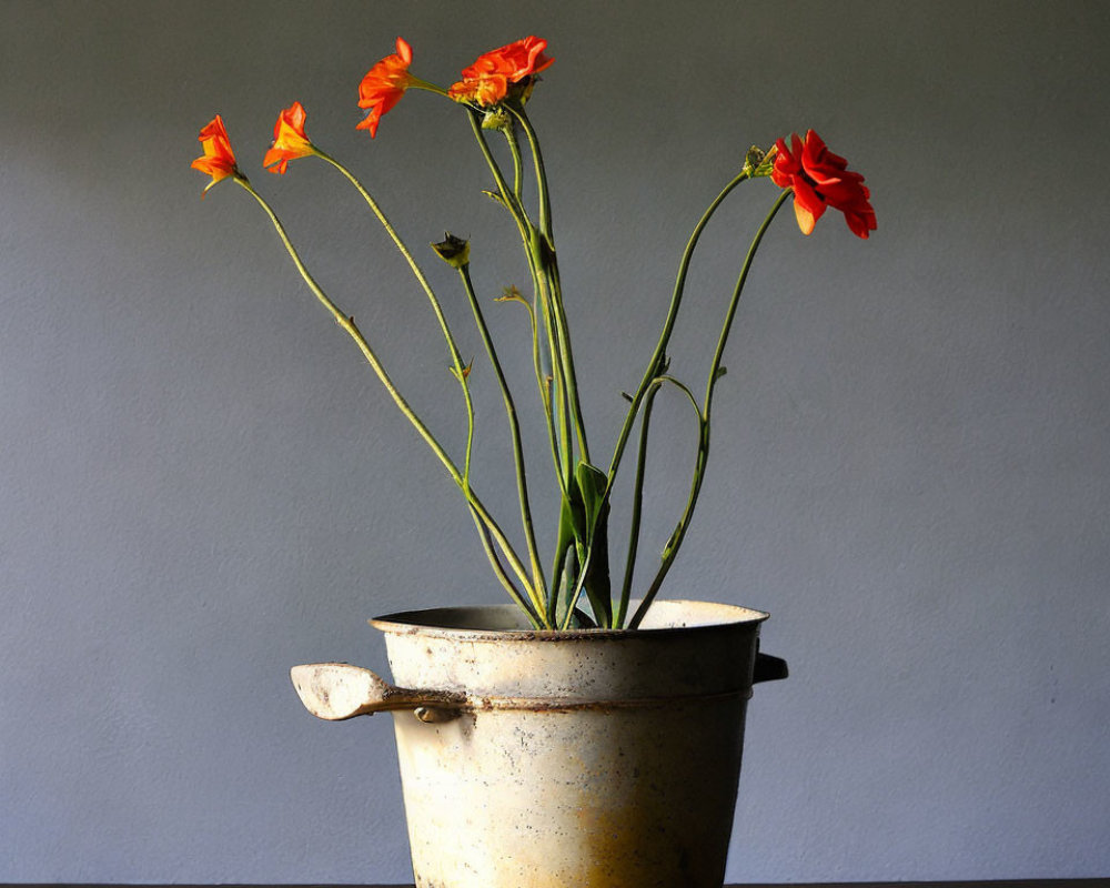 Rustic metal pot with vibrant orange flowers on neutral background