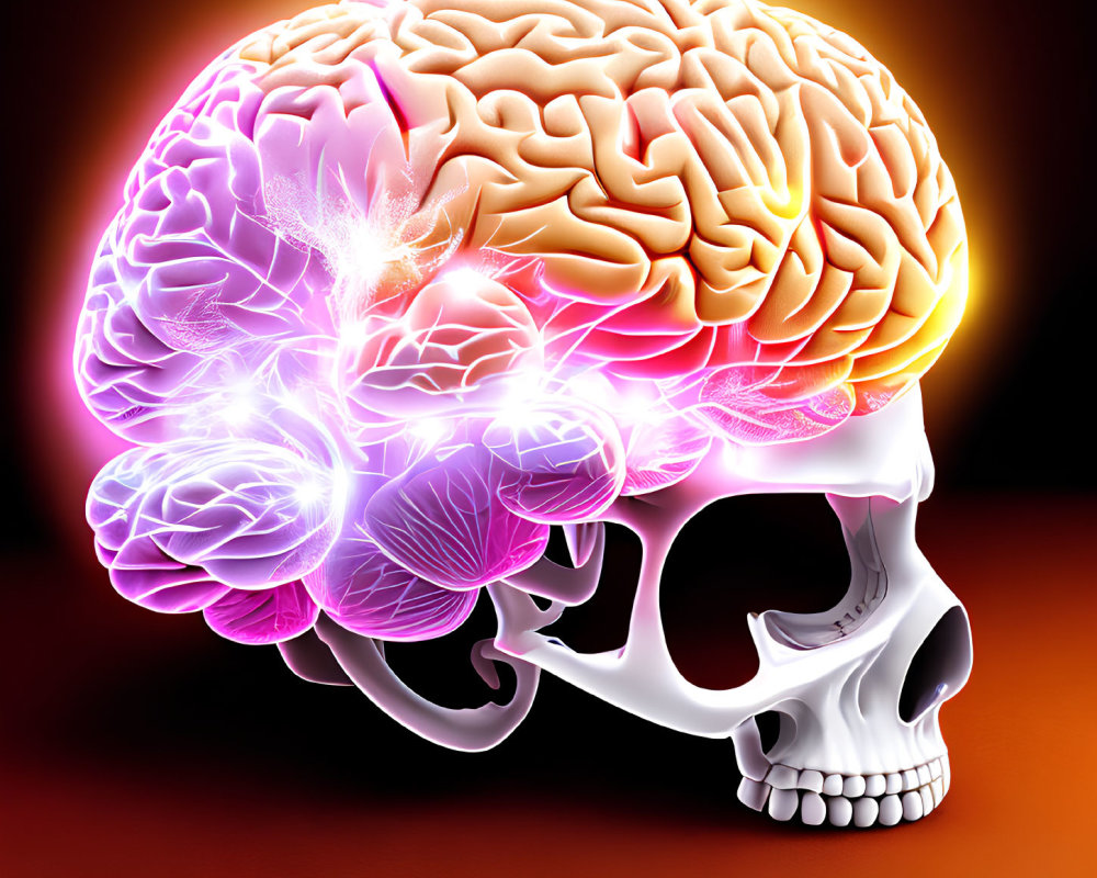 Detailed illustration of human skull with transparent brain showing colorful sections and electrical activity