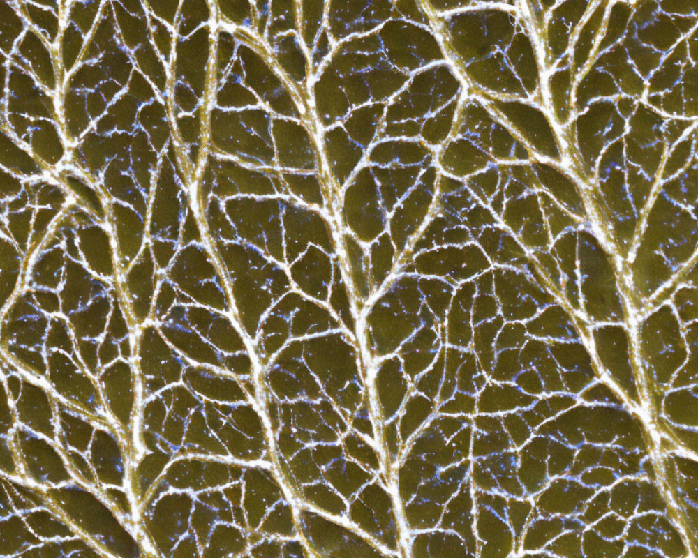 Detailed Close-Up: Branching Pattern on Dark Background