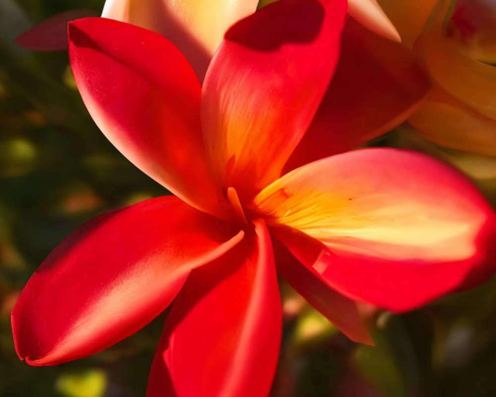 Close-up of red and yellow plumeria flower with soft-focus background