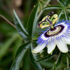 Colorful White and Purple Flower Surrounded by Green Foliage