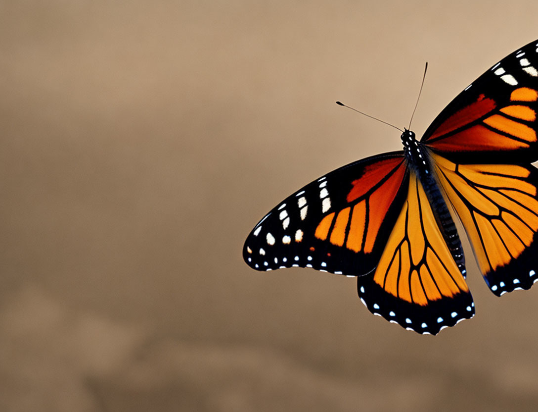 Monarch butterfly displaying vibrant orange, black, and white wings on brown backdrop