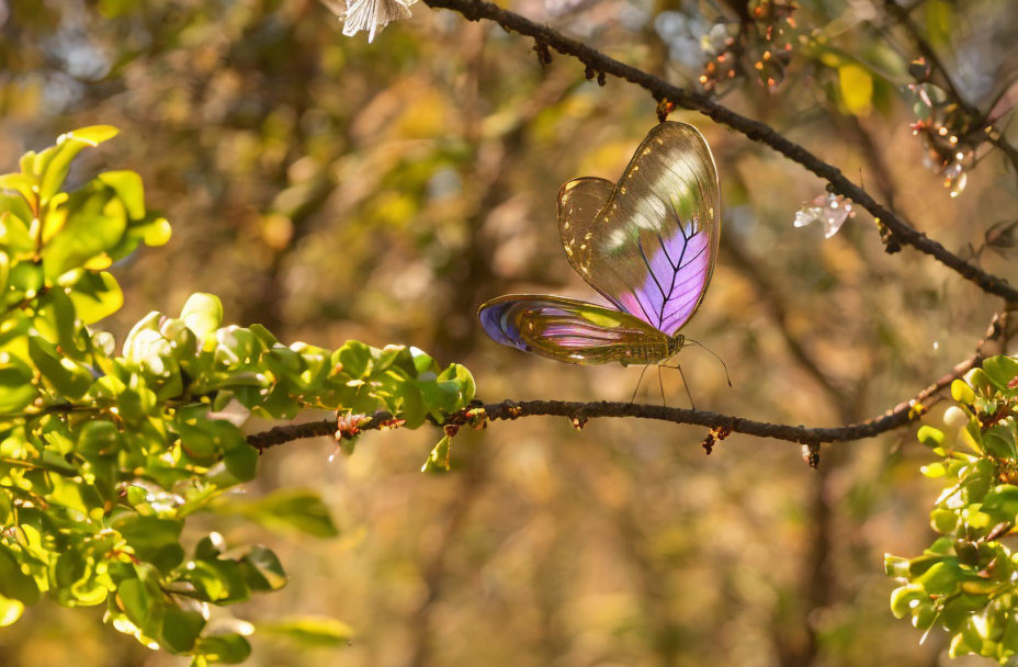 Translucent butterfly with purple-tinged wings on sunlit branch among green leaves.
