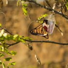 Translucent butterfly with purple-tinged wings on sunlit branch among green leaves.