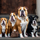 Four Bulldogs in Trendy Outfits with Basketball and Gold Chain