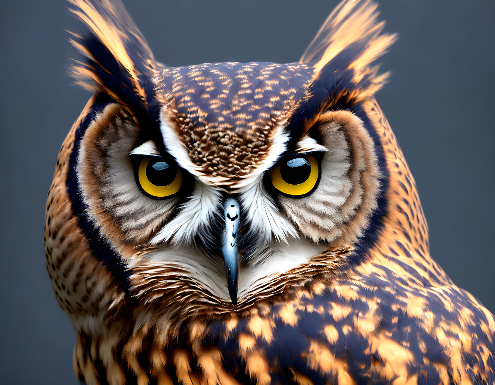 Detailed Close-Up of Great Horned Owl with Prominent Ear Tufts