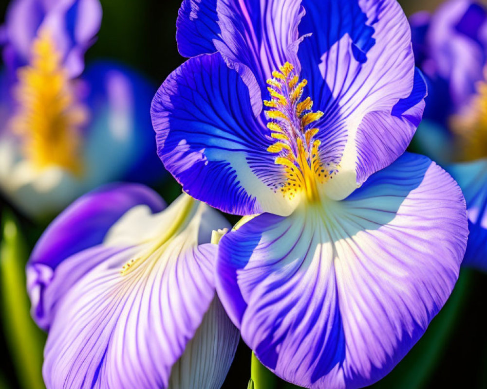 Purple and White Irises with Yellow and Blue Patterns on Petals