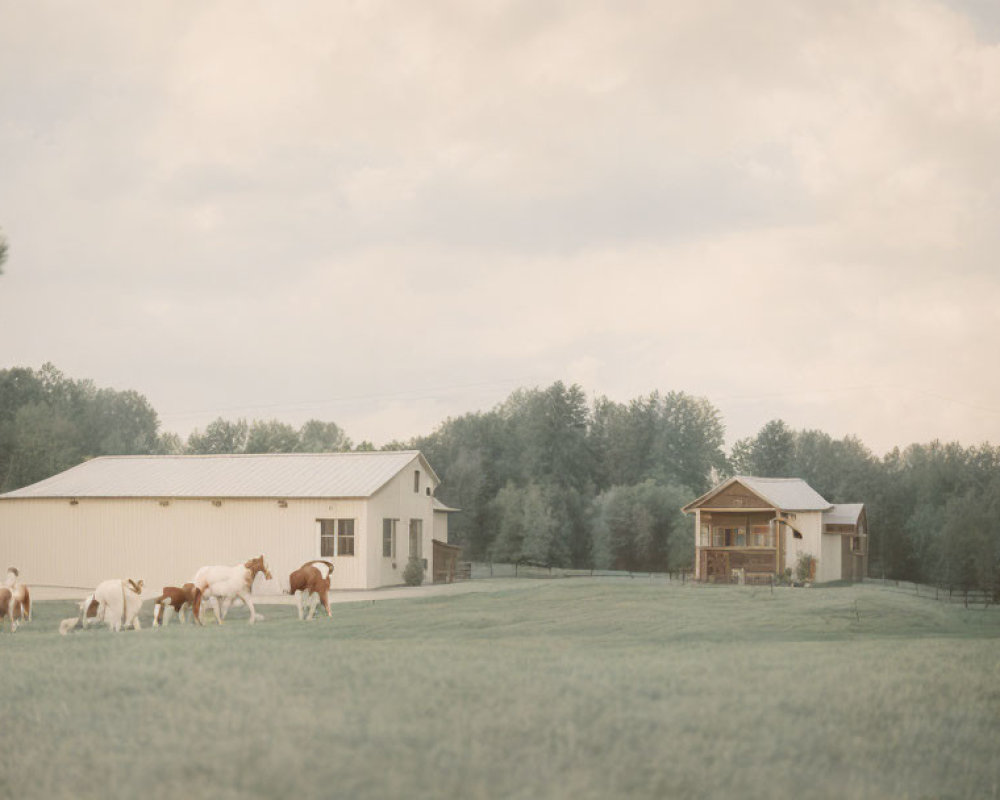 Tranquil rural landscape with white barn, cozy house, grazing sheep, lush green field, and
