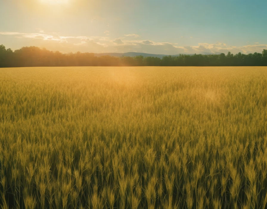 Expansive wheat field at sunset with trees and clear sky