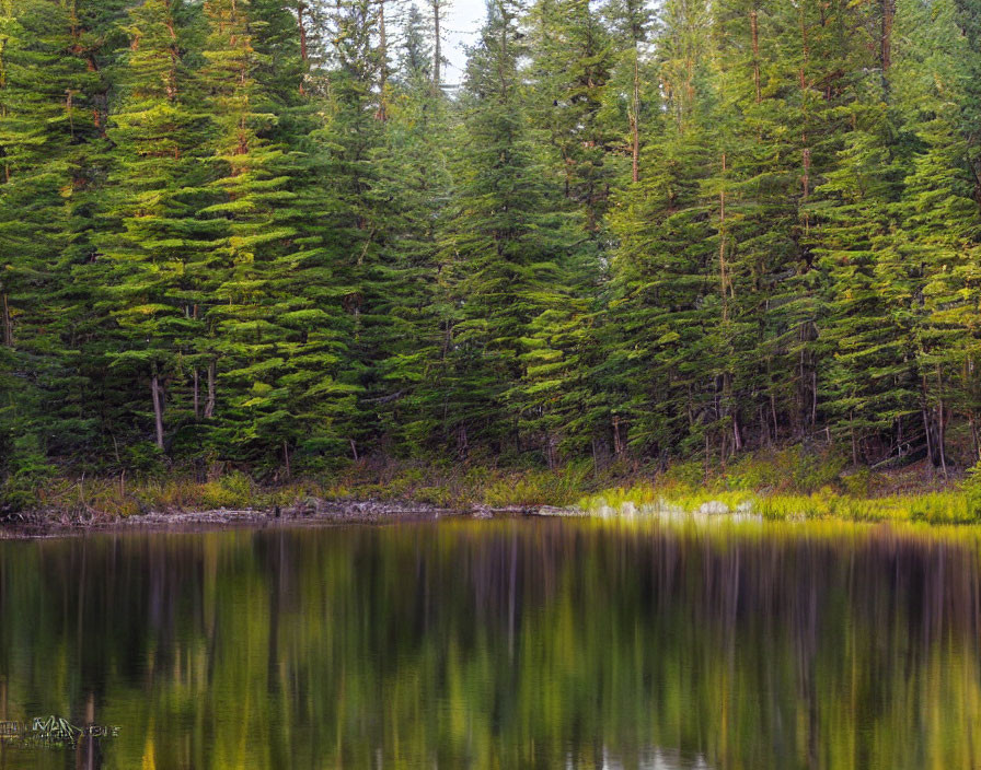 Tranquil forest lake reflecting tall pine trees